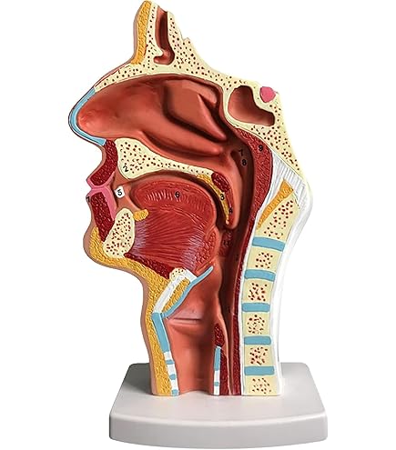 Amazon.co.jp: 人体の鼻腔の解剖学的モデル 中咽頭の構造ENT